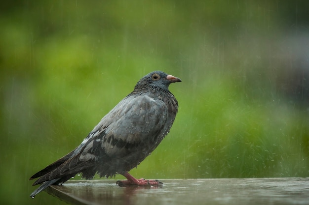 Pombo, pássaro, ficar, ligado, lar, loft, enquanto, chuva, gota, tempo