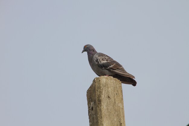 Pombo rocha, sentando, ligado, polaco