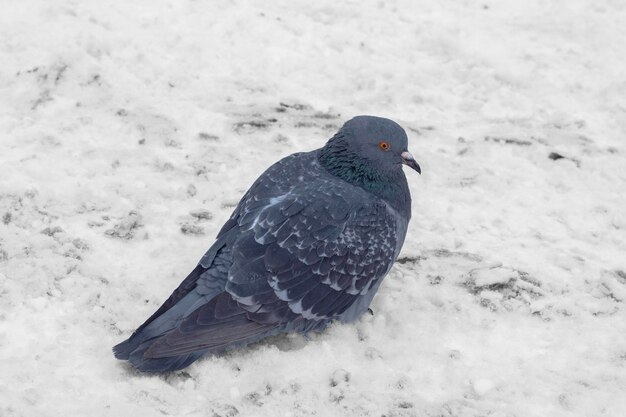 Pombo selvagem no inverno