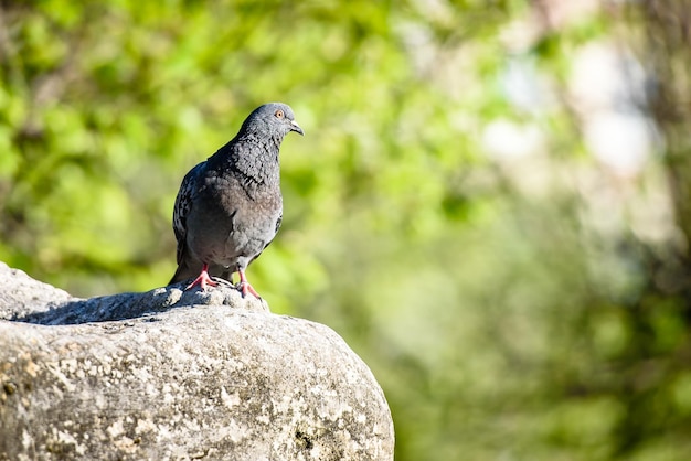 Pombo sentado em uma pedra em um parque da cidade no verão