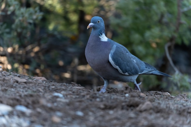 Pombo-torcaz ou Columba palumbus observando possíveis perigos