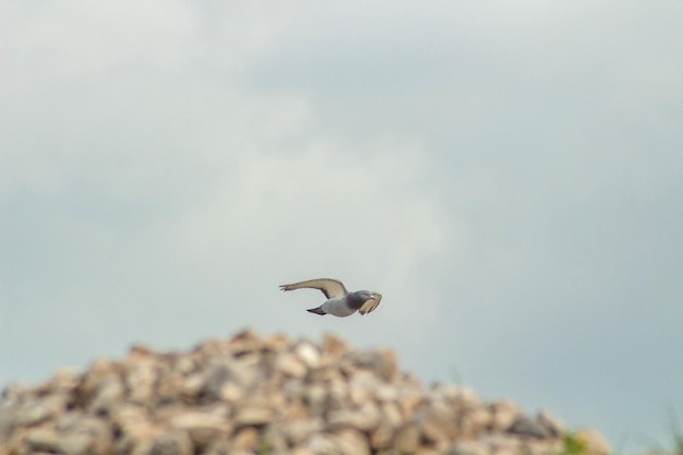 Pombo voando no céu