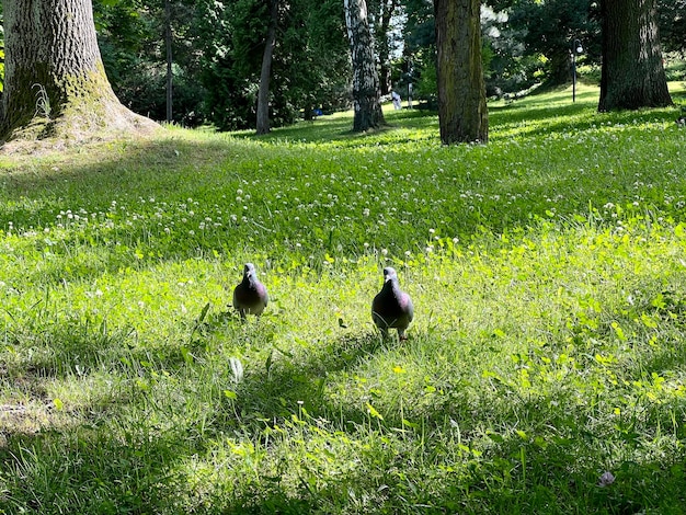 Pombos andando no parque verde