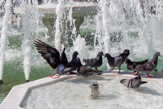 Pombos bebendo água da fonte de mármore no parque da cidade