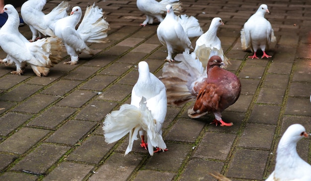 Pombos brancos marrons e pretos andando no tijolo de concreto procurando comida