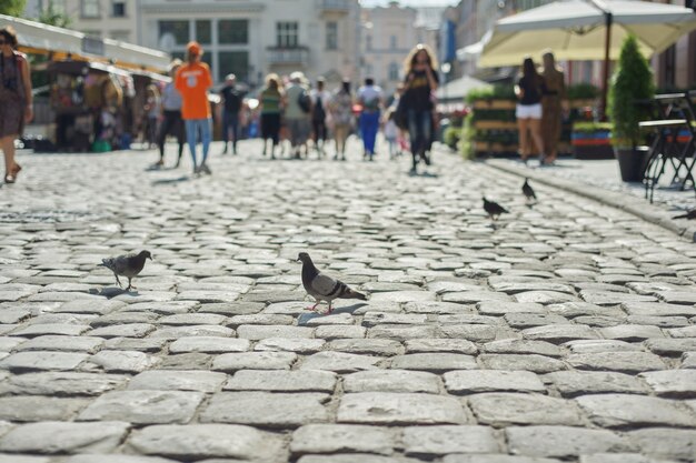 Pombos cinzentos na rua de paralelepípedos na cidade velha, pessoas andando de fundo