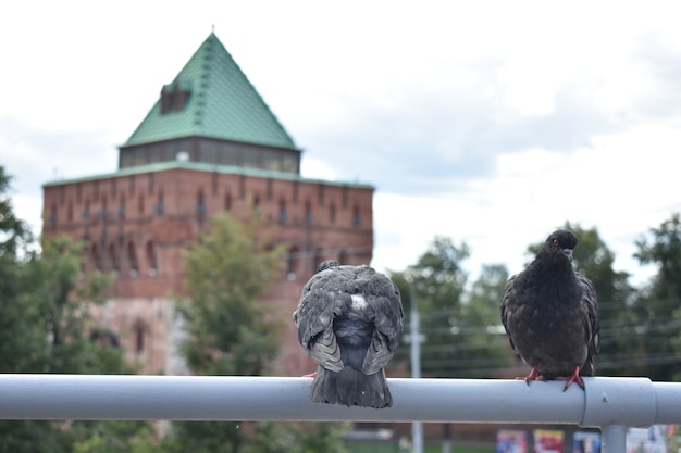 Pombos descansam na praça da cidade