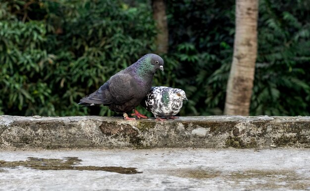 Pombos domésticos comuns tentando acasalar no telhado