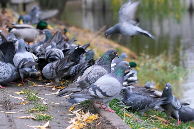 Pombos e patos selvagens bicam grãos