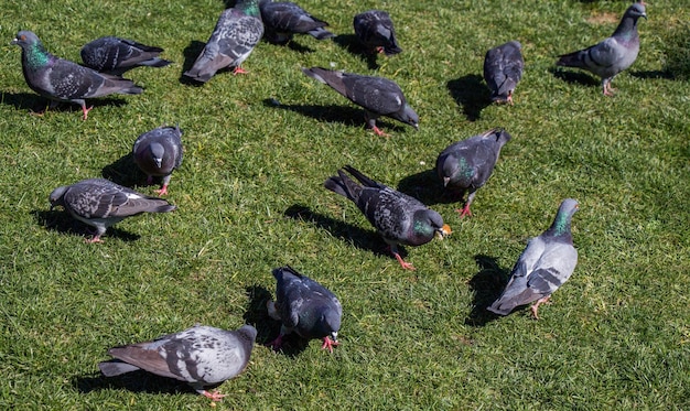 Pombos em um gramado verde no parque da cidade