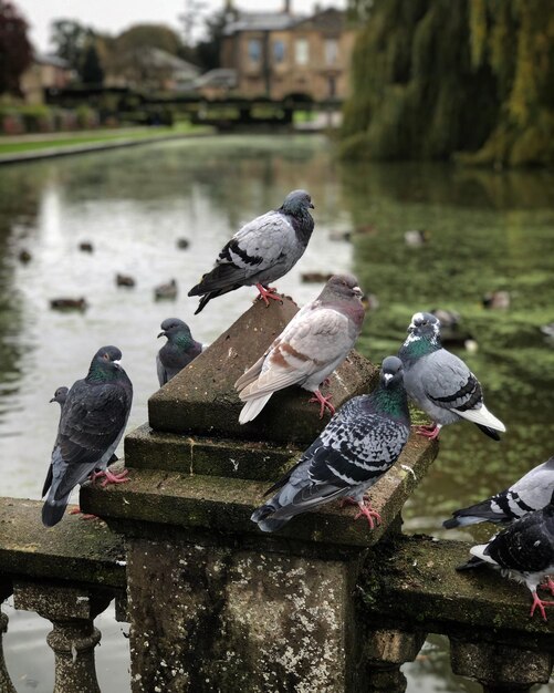 Foto pombos empoleirados num lago