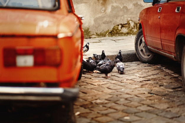 Pombos entre carros antigos