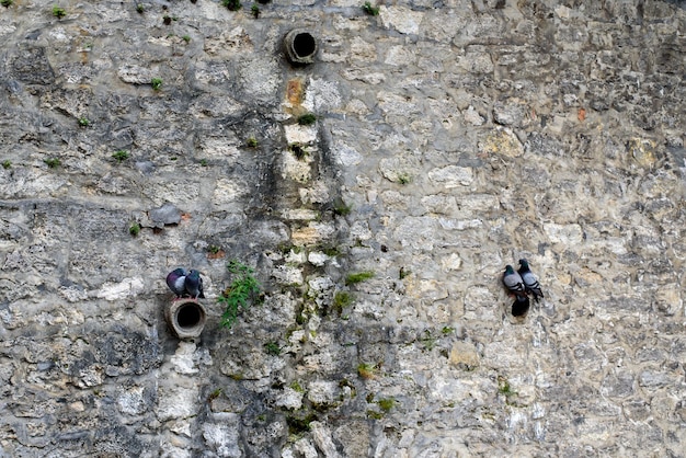 Pombos estão descansando Pombos em uma parede de pedra perto da água