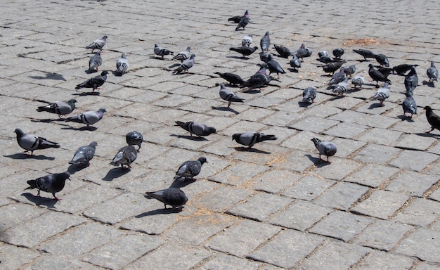 Pombos famintos se alimentando na praça da cidade