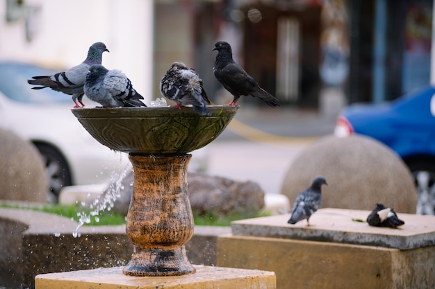 Foto pombos na fonte