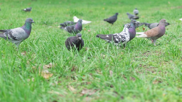 Pombos na grama verde na floresta