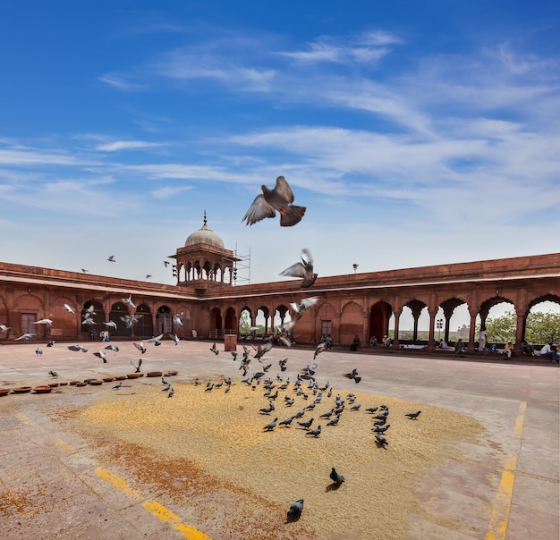 Pombos na mesquita jama masjid