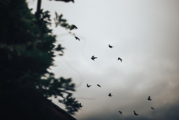 Pombos no céu cinza escuro