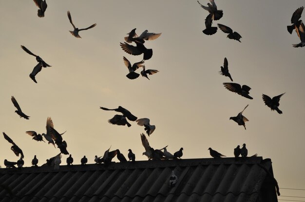 Pombos no céu