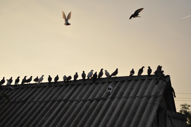 Pombos no céu