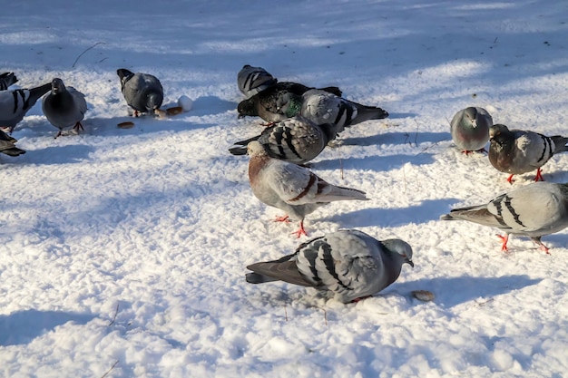 Pombos no inverno na cidade