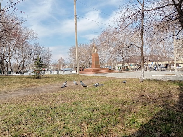 pombos no parque nos caminhos à procura de comida na primavera ensolarada durante o dia ao ar livre