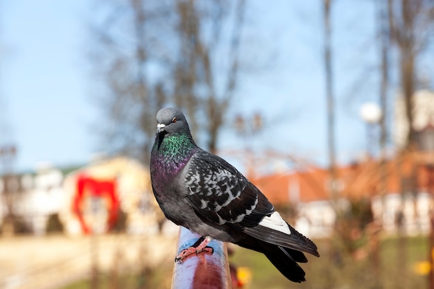 pombos que vivem na cidade