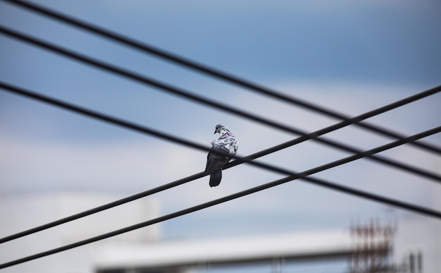 Pombos sentados no fio elétrico Pássaros na linha elétrica