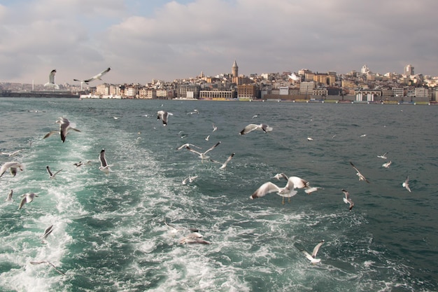 Pombos voam no céu sobre o mar em Istambul no ambiente urbano