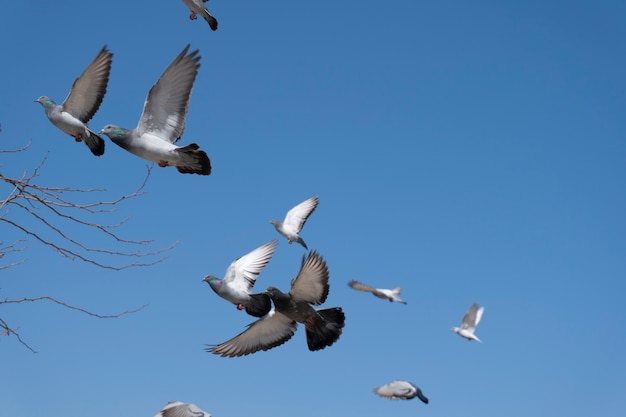 Pombos voando no céu azul