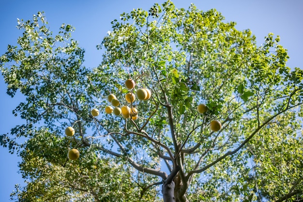 Pomelo com frutas maduras penduradas nas folhas verdes e no fundo do céu azul Citrus paradisi na natureza Alimentos saudáveis