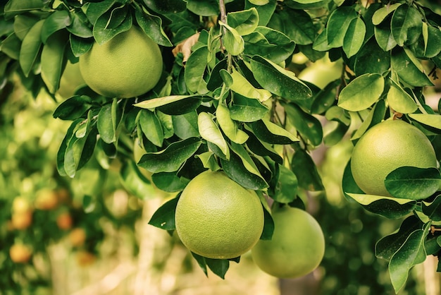 Pomelo-Frucht im Garten