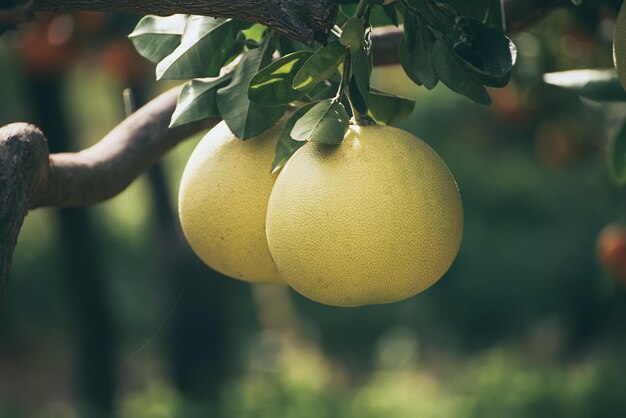 Pomelo fruta no jardim