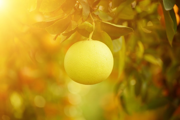 Pomelo fruta no jardim