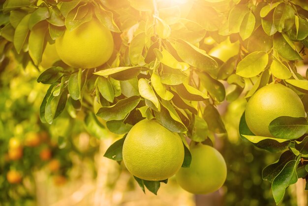 Pomelo fruta no jardim