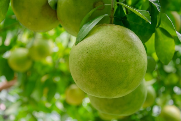 pomelo en el jardín