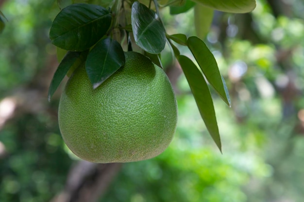 Pomelo verde Citrus grandis Pomelos são as maiores laranjas de frutas