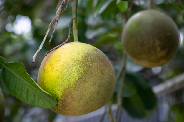 Pomelo verde Citrus grandis Los pomelos son las frutas más prominentes las naranjas que cuelgan de la rama del árbol