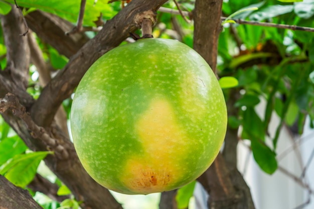 Pomelo verde madurando en una rama Primer plano