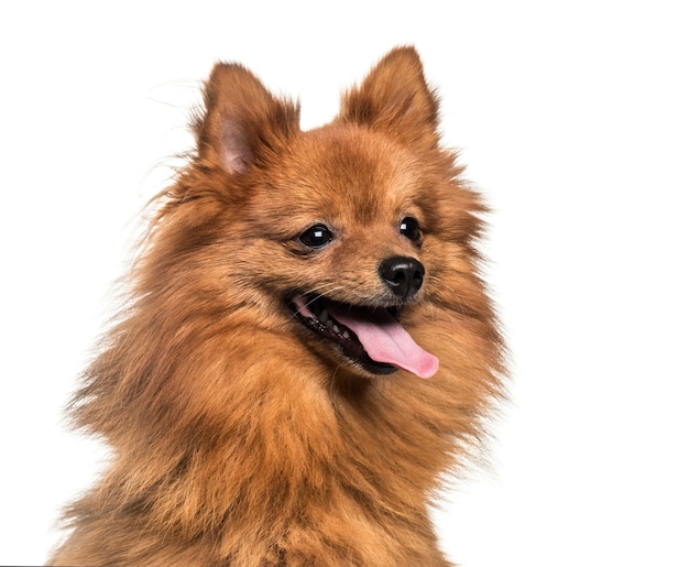 Pomerania, 1 año de edad, delante de un fondo blanco