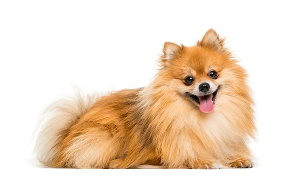 Pomerania, 2 años de edad, delante de un fondo blanco