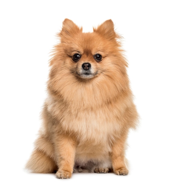 Pomerania, 3 años de edad, sentado delante de un fondo blanco