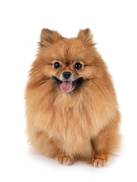 Pomerania aislado