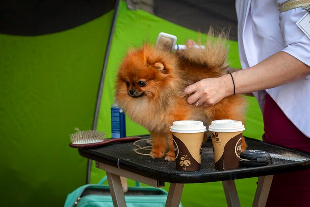 Pomerania antes del show en el grooming