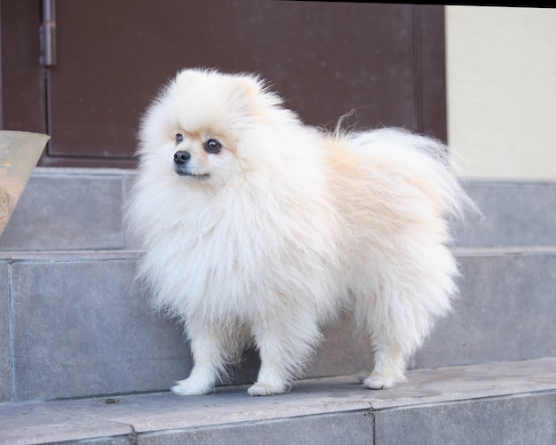 Un pomerania blanco está parado en los escalones de una casa cerca de la puerta principal.