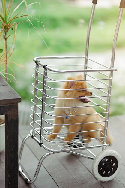 Pomerania en carro en un jardín.