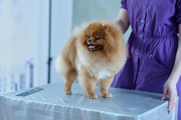 Un pomerania con un doble tipo de lana en un estante sobre la mesa después del aseo