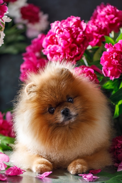 Pomerânia em flores de peônia Cão da Pomerânia sentado em flores em um fundo bonito