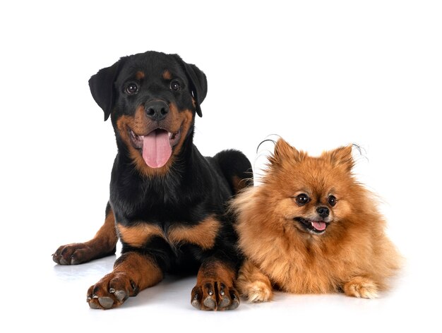 Foto pomerânia jovem em frente ao fundo branco