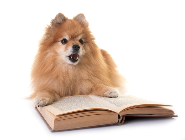 Pomerania joven delante de un fondo blanco